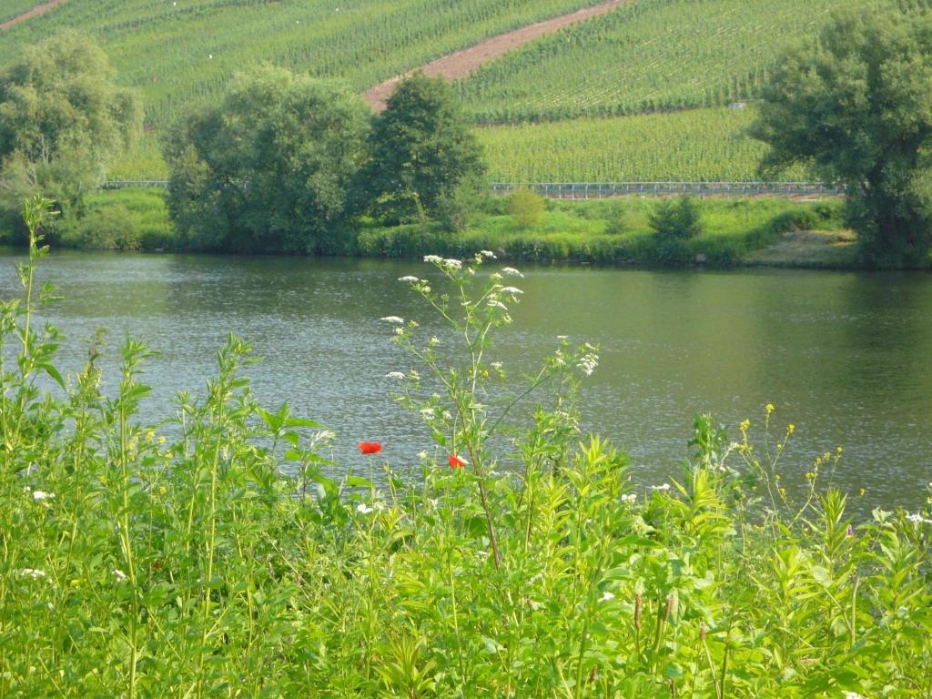 Mosel-Landhaus B&B Briedern Buitenkant foto